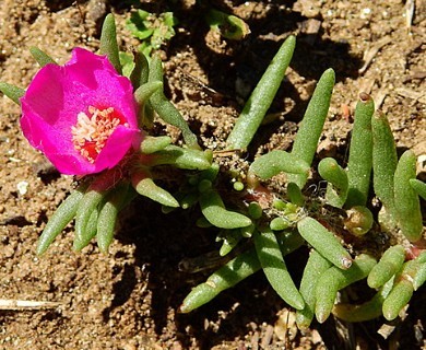 Portulaca grandiflora