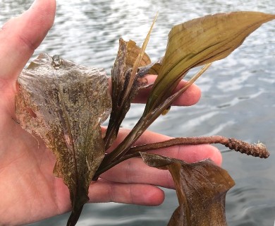 Potamogeton amplifolius