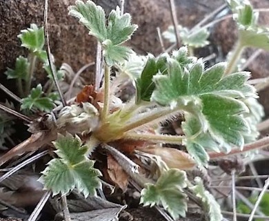 Potentilla X villosula