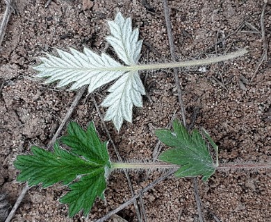 Potentilla arenosa