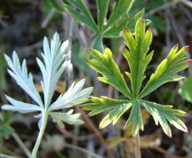 Potentilla argentea