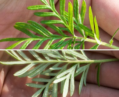Potentilla bimundorum