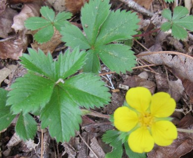 Potentilla canadensis