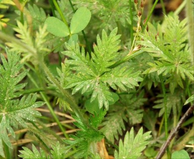 Potentilla gracilis