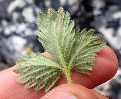 Potentilla hyparctica