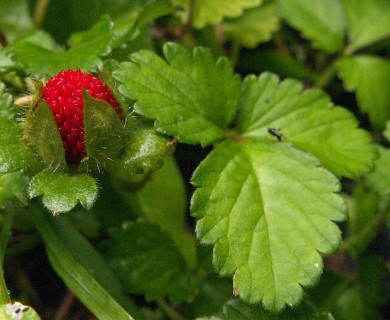 Potentilla indica