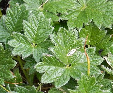 Potentilla subvahliana