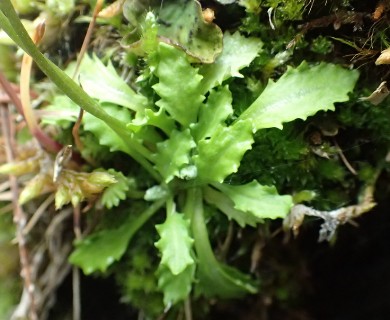 Primula borealis