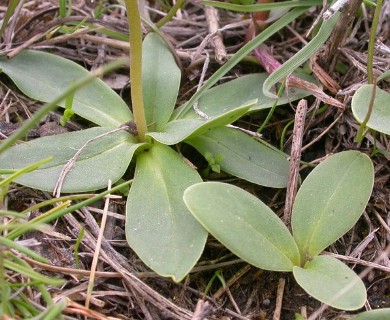 Primula conjugens