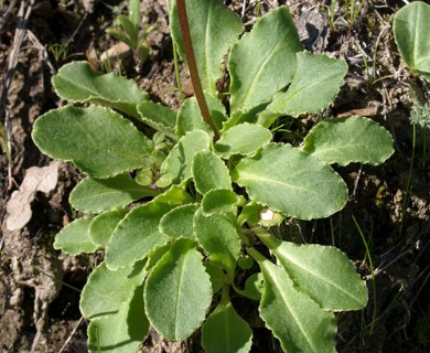 Primula hendersonii