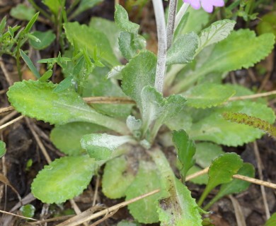 Primula laurentiana