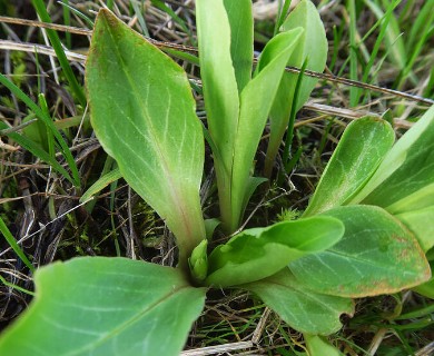 Primula pauciflora