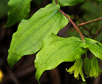 Prosartes hookeri