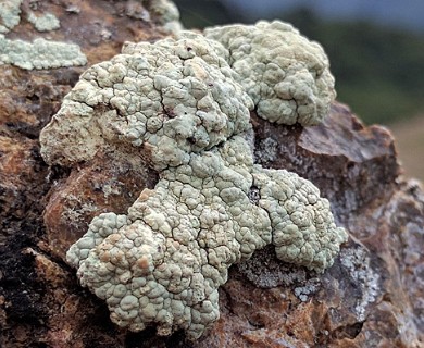 Protoparmeliopsis pinguis