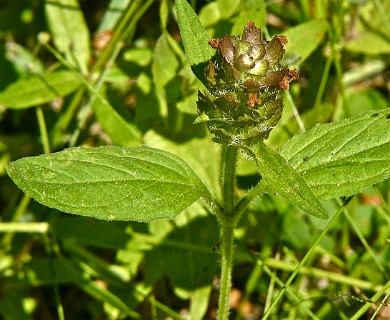 Prunella vulgaris