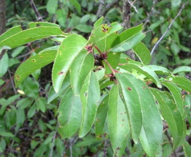 Prunus angustifolia