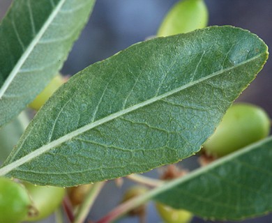 Prunus emarginata