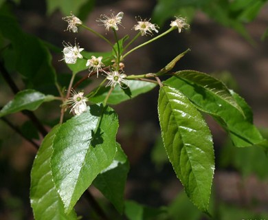 Prunus pensylvanica