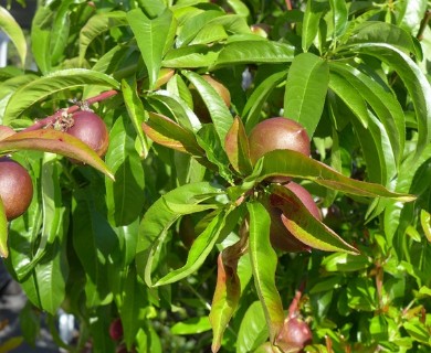 Prunus persica