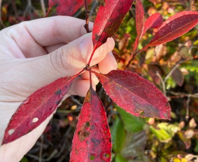 Prunus pumila