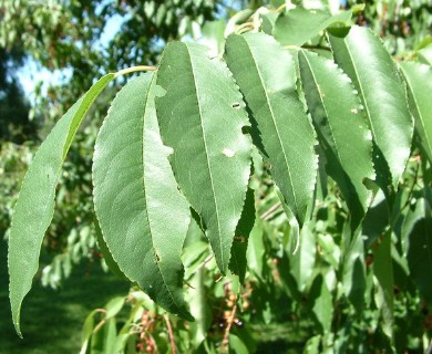 Prunus serotina