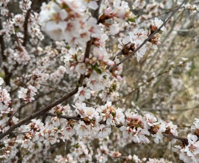 Prunus tomentosa