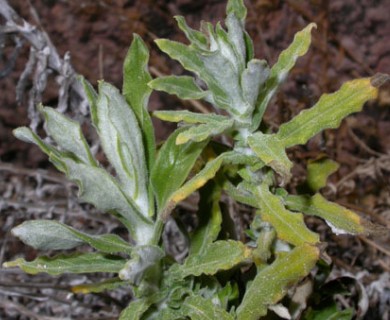 Pseudognaphalium biolettii