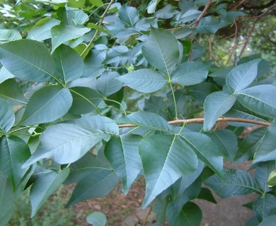 Ptelea trifoliata