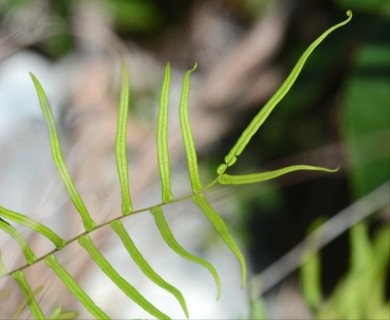 Pteris bahamensis