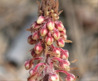 Pterospora andromedea