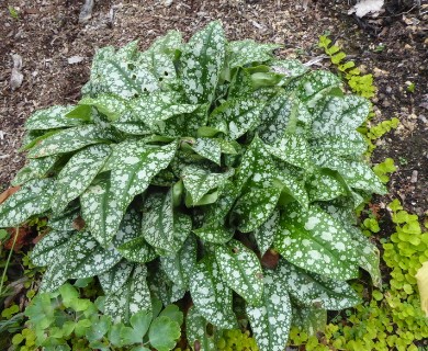 Pulmonaria officinalis