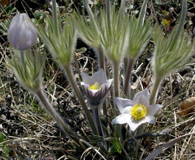 Pulsatilla nuttalliana