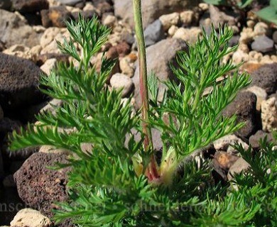 Pulsatilla occidentalis