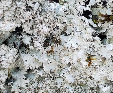 Punctelia appalachensis
