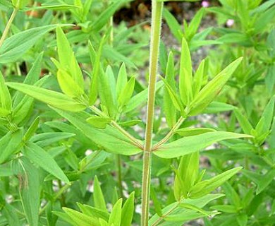 Pycnanthemum virginianum