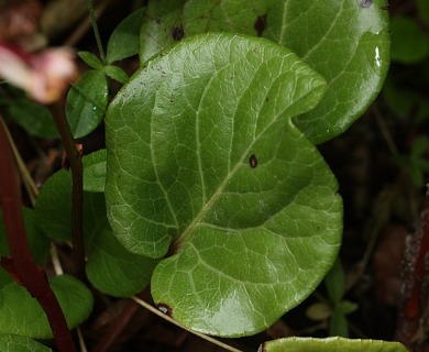 Pyrola asarifolia