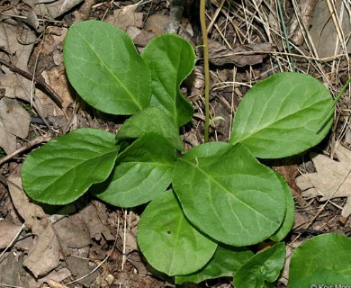 Pyrola elliptica