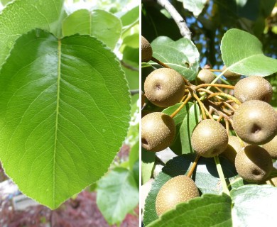 Pyrus calleryana