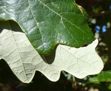 Quercus bicolor