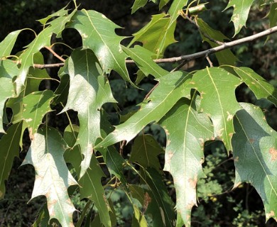Quercus canbyi