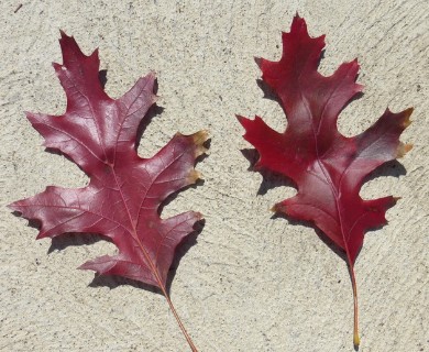 Quercus coccinea