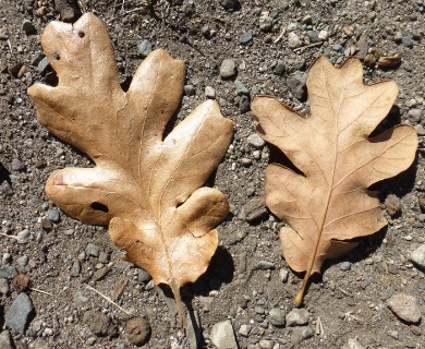 Quercus garryana