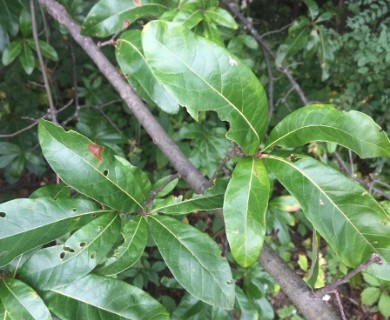 Quercus imbricaria