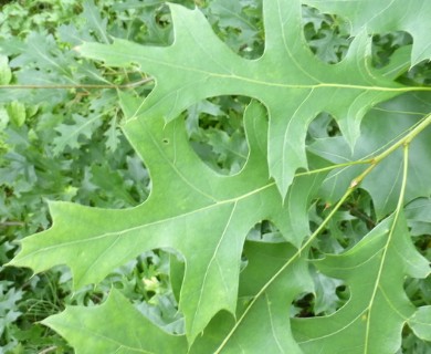 Quercus palustris