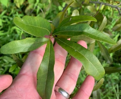 Quercus phellos