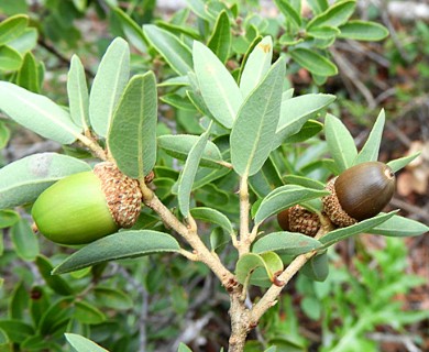 Quercus pringlei