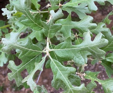 Quercus stellata