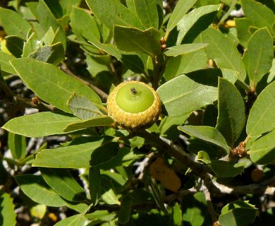 Quercus vacciniifolia