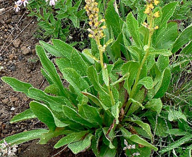 Rainiera stricta