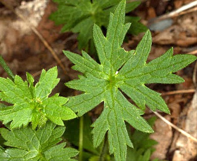 Ranunculus acris